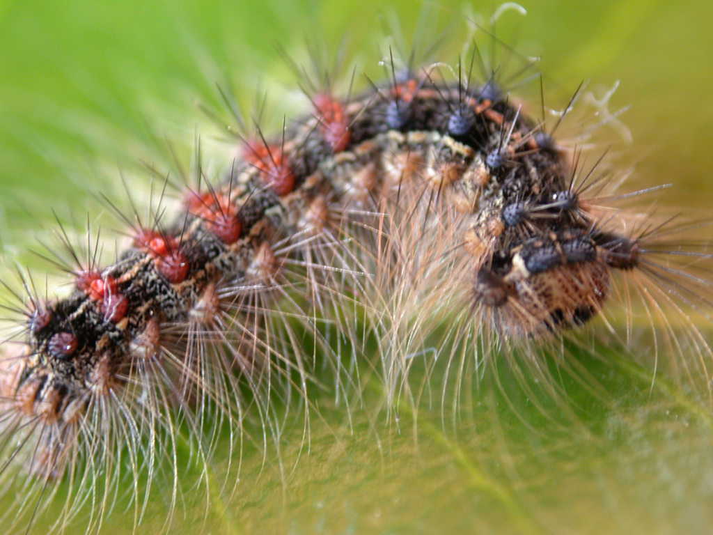 Lymantria dispar